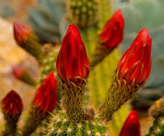 Cactus Bloom #5