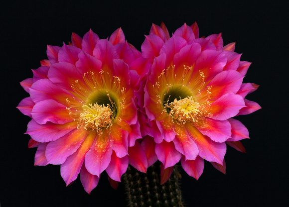 Tucson Cactus Bloom #1