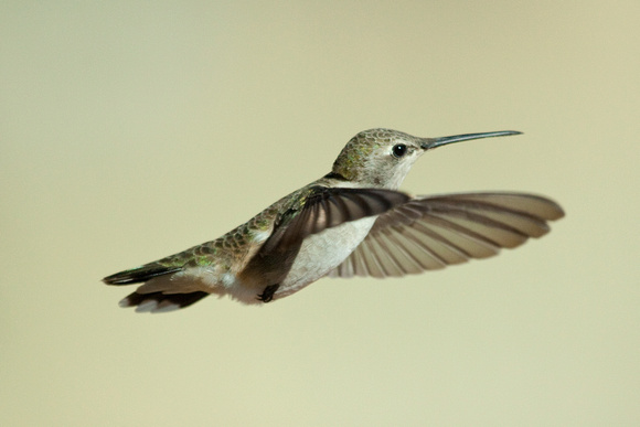 Hummingbird #1