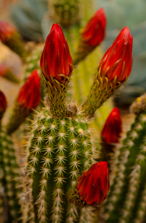 Cactus Bloom #4