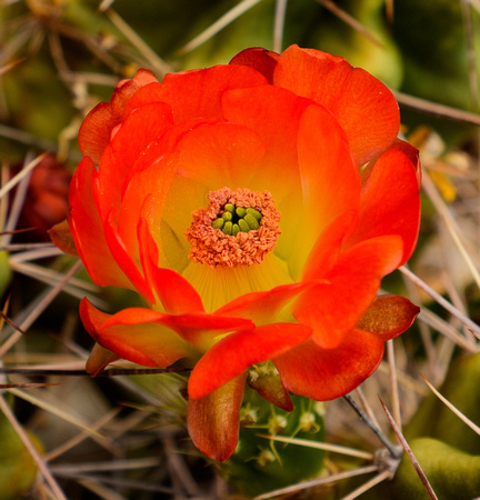 Cactus Bloom #6