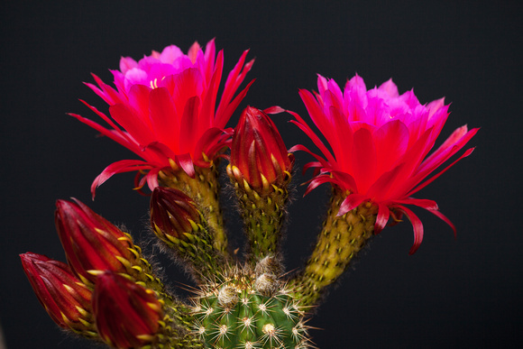 Cactus Bloom #3