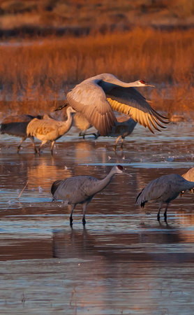 2016 Bosque Del Apache - #5