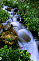 Mountain Stream, Colorado