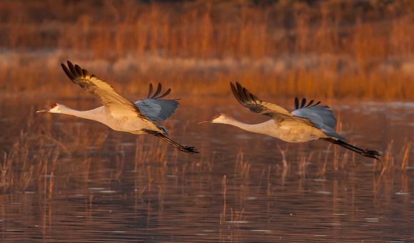 2016 Bosque Del Apache - #15