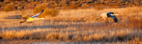 2016 Bosque Del Apache #3