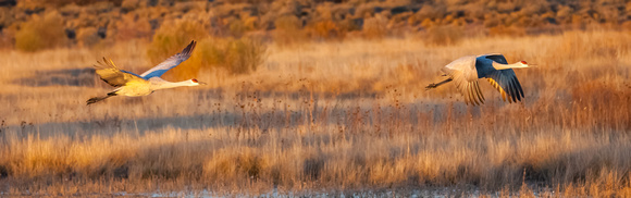 2016 Bosque Del Apache #3