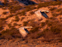 2016 Bosque Del Apache - #10