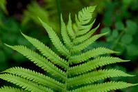 Fern Pattern