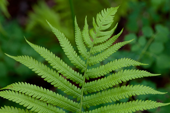 Fern Pattern