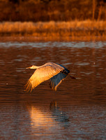 2016 Bosque Del Apache - #19