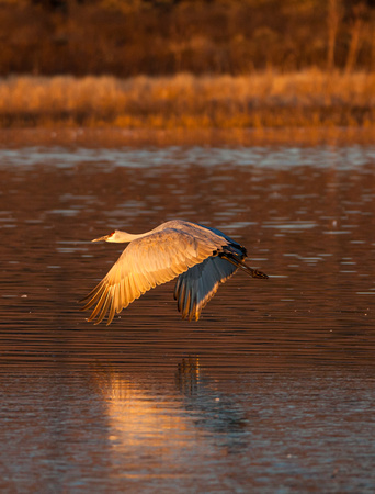 2016 Bosque Del Apache - #19