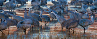 2016 Bosque Del Apache - #13