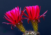 Tucson Cactus Blooms - 2014