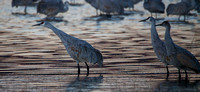 2016 Bosque Del Apache #12