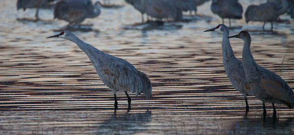 2016 Bosque Del Apache #12