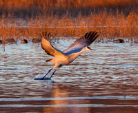 2016 Bosque Del Apache - #2