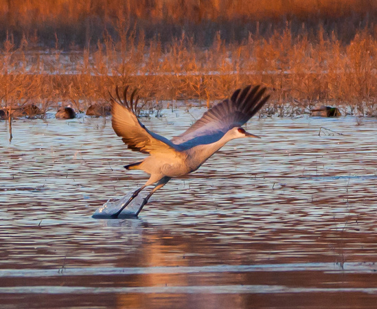 2016 Bosque Del Apache - #2