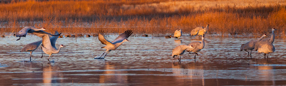 2016 Bosque Del Apache - #1