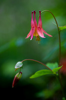 Columbine