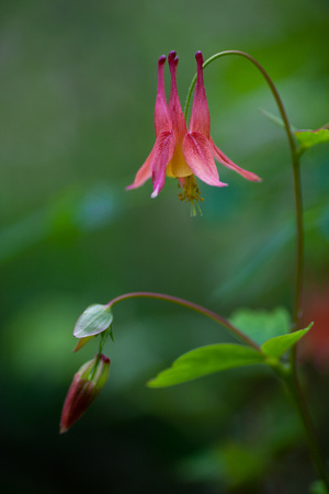 Columbine