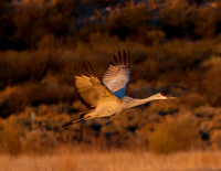 2016 Bosque Del Apache - #7