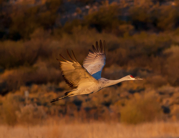 2016 Bosque Del Apache - #7