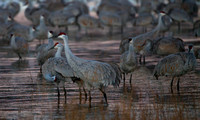 2016 Bosque Del Apache - #11