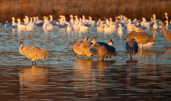 2016 Bosque Del Apache - #16