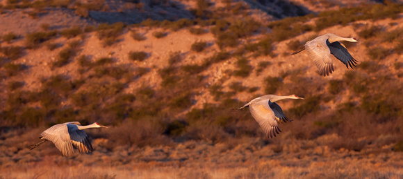 2016 Bosque Del Apache - #9