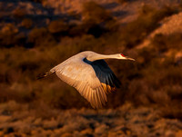 2016 Bosque Del Apache - #8