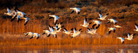 2016 Bosque Del Apache #18