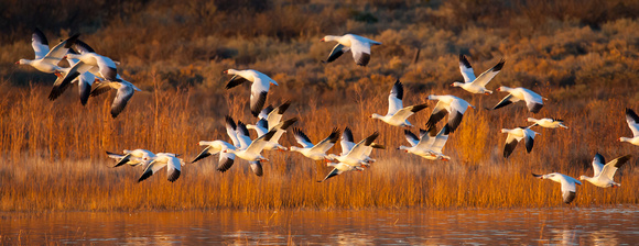 2016 Bosque Del Apache #18