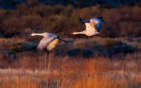 2016 Bosque Del Apache - #14