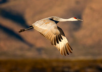 Bosque Del Apache Wilderness Rufuge - 2015