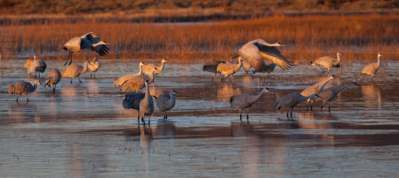 2016 Bosque Del Apache - #4